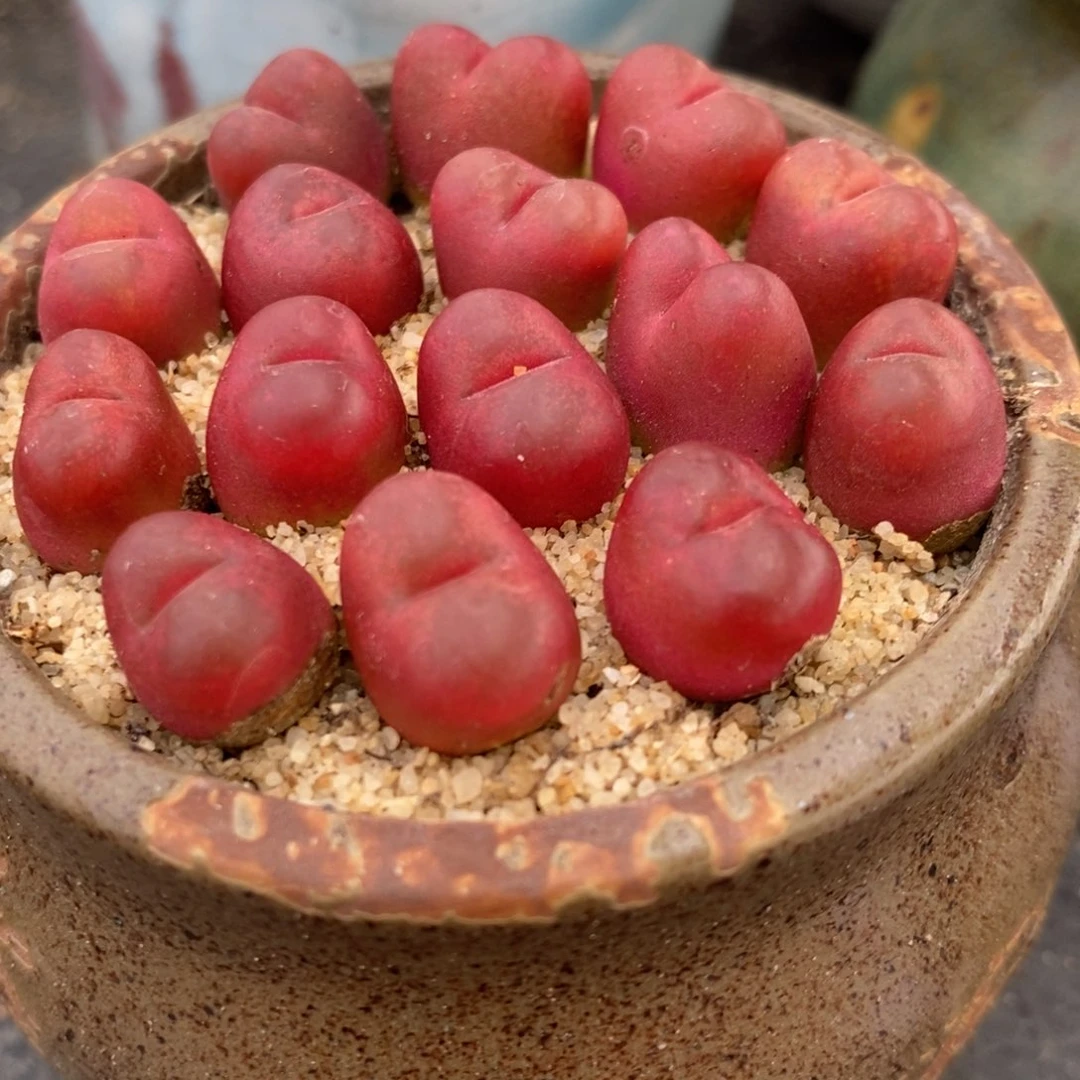 吕氏红宝石一颗。