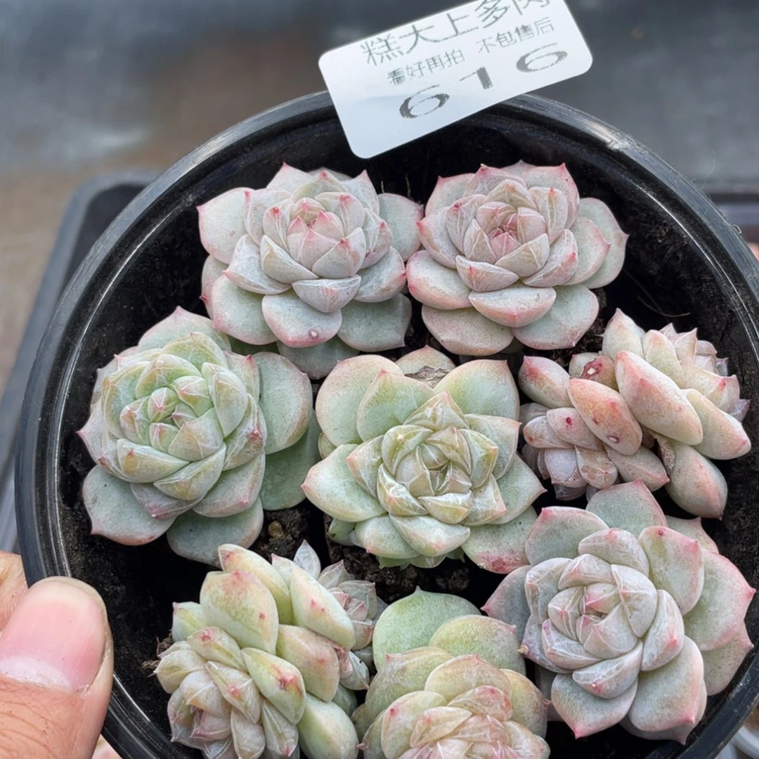 糕大上多肉植物616