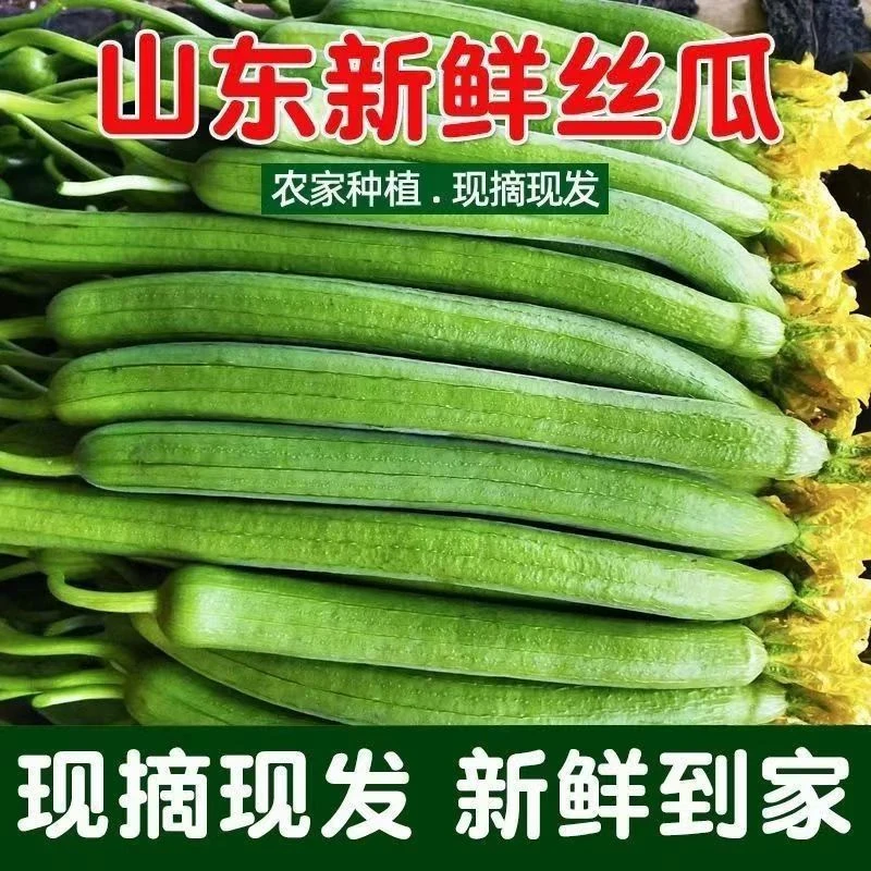 现摘现发山东精品新鲜嫩丝瓜产地直发新鲜长丝瓜时令当季长丝瓜