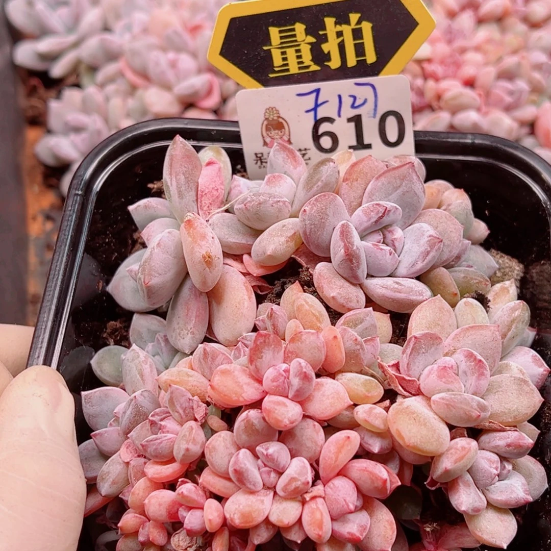 多肉植物多肉植物