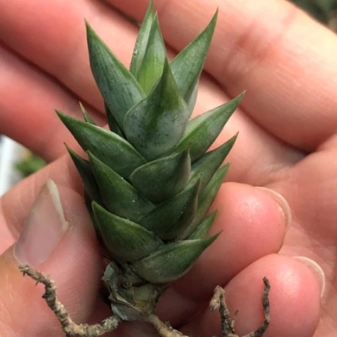 阿尔伯特王子松挲掌硬叶哈哈哈哈