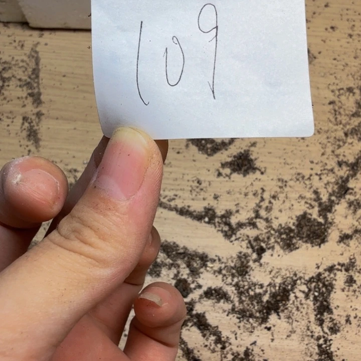 幺***零多肉植物的生长发育109