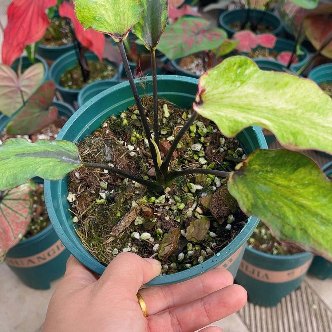 完全开放泰彩一物一拍2778