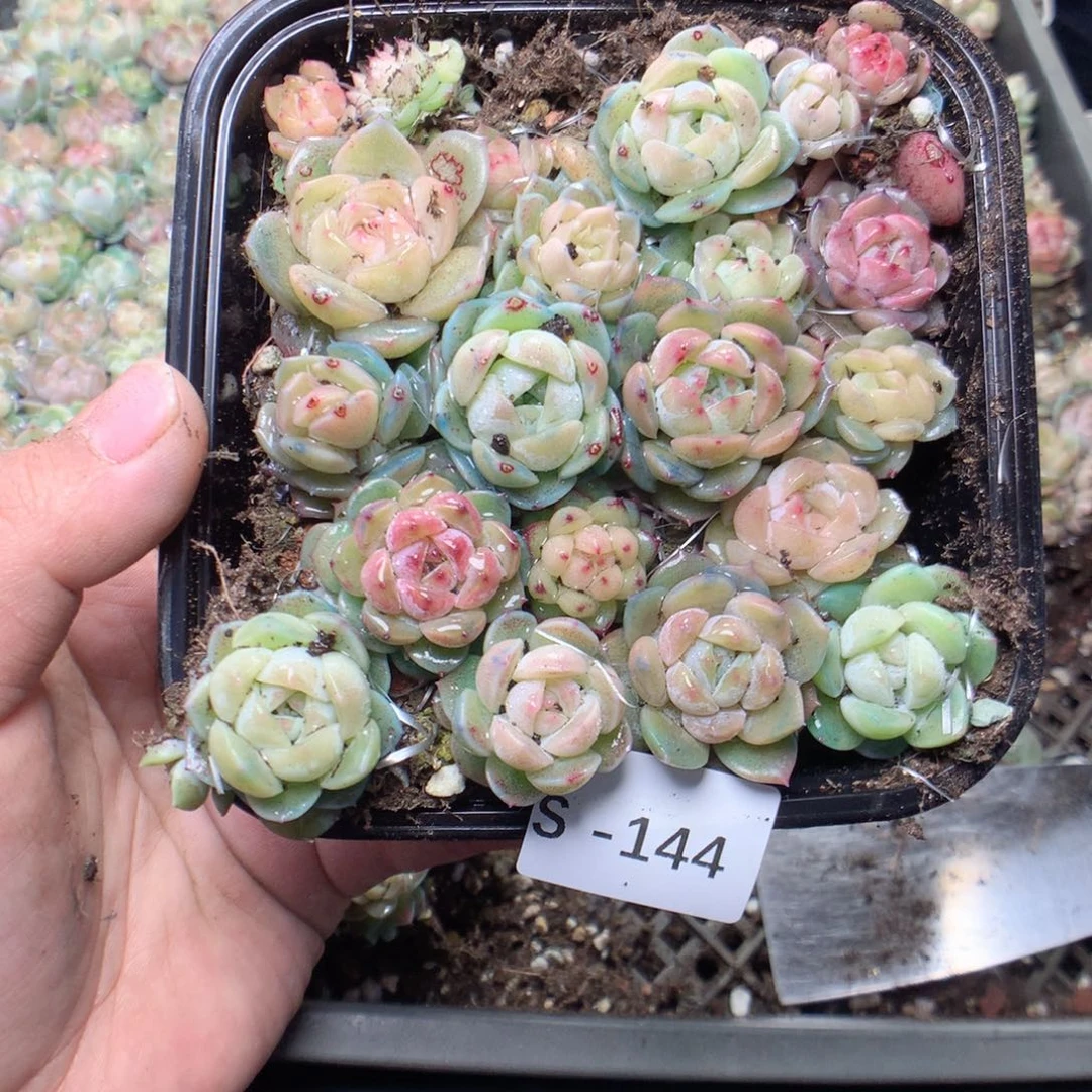 无花朵S144月英语英语