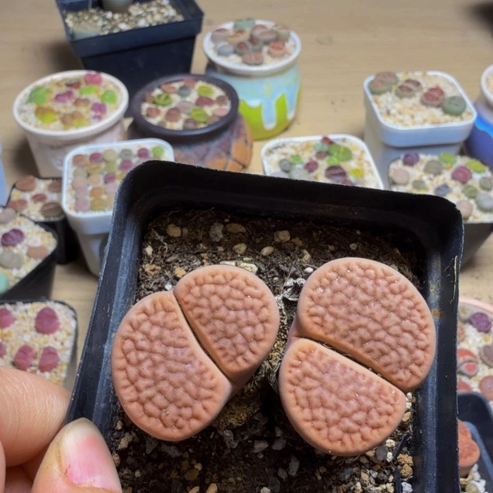 一***╮多肉葡萄的季节122