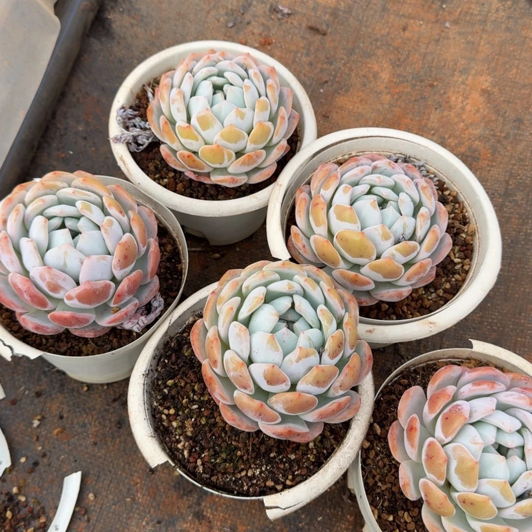 没***肺5个白盆小单头橙梦路