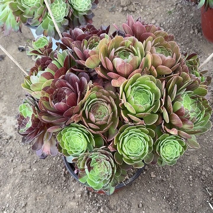 ?***l多肉植物花月夜30