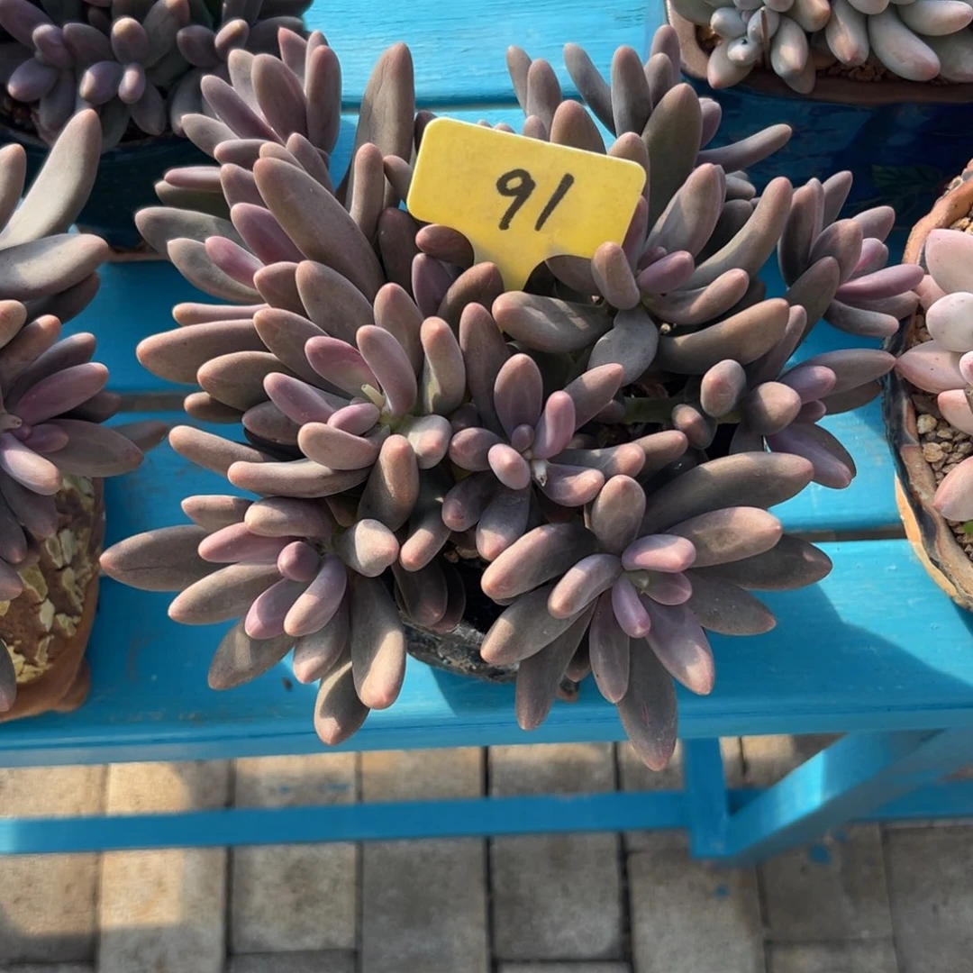 艷****?多肉植物一物一拍