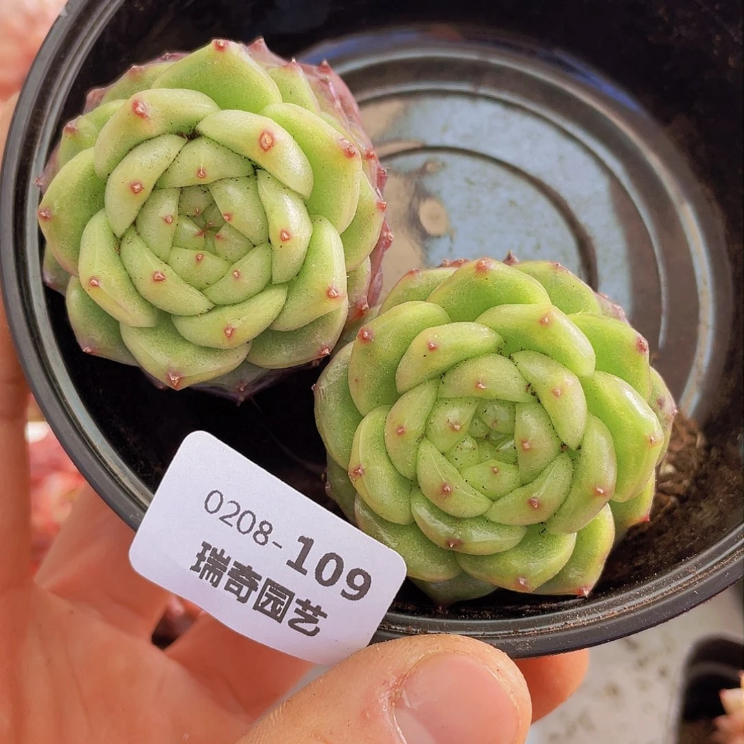 00000000000109量拍