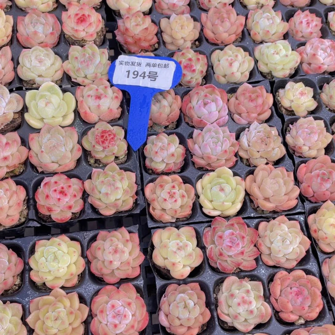 194号白桃汽水开播福利组合9个