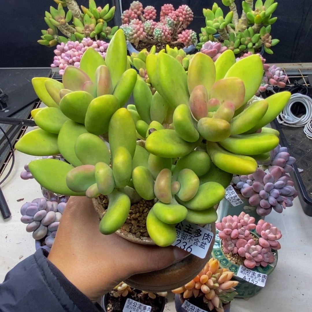 236芒果奶多肉13c m