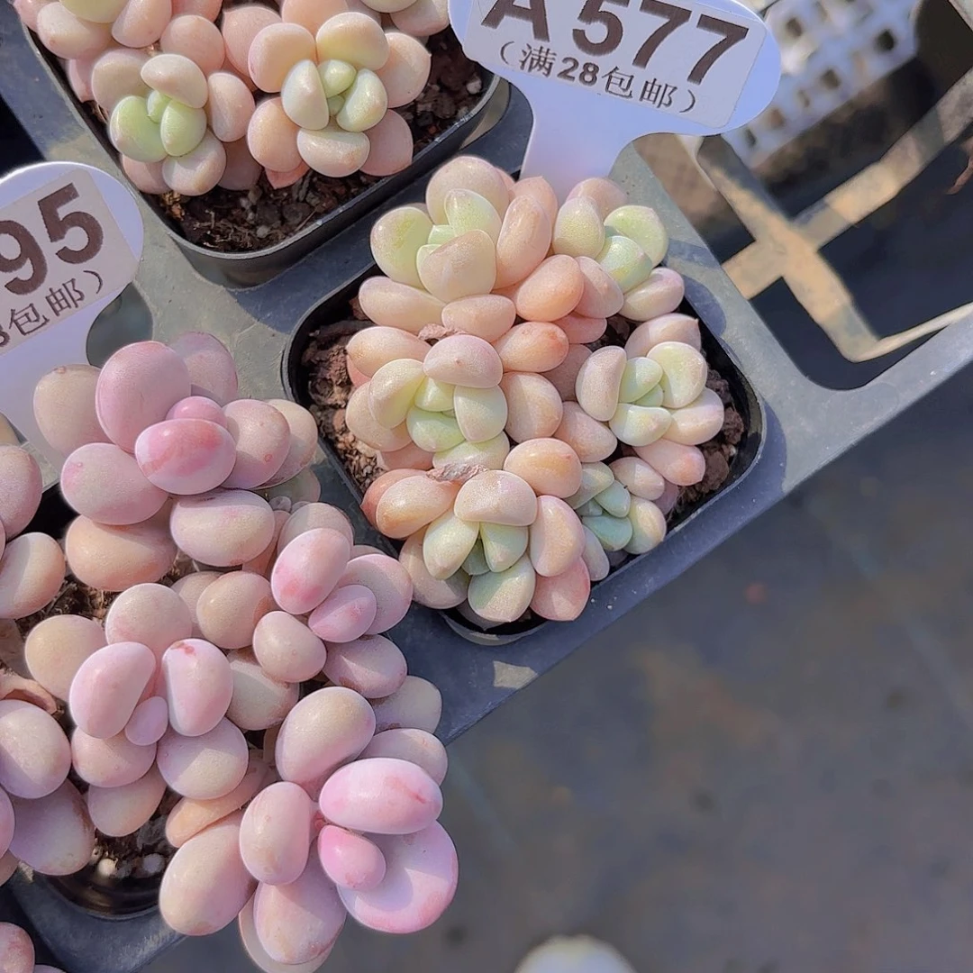 火*鸟A577花瓣路一物一拍