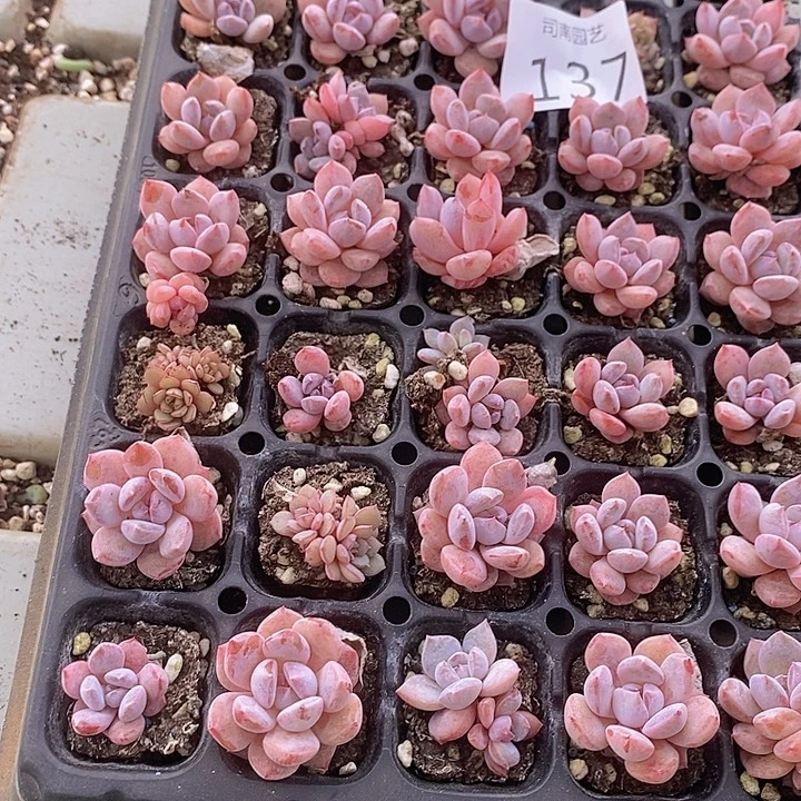 137 多肉植物盆栽植物