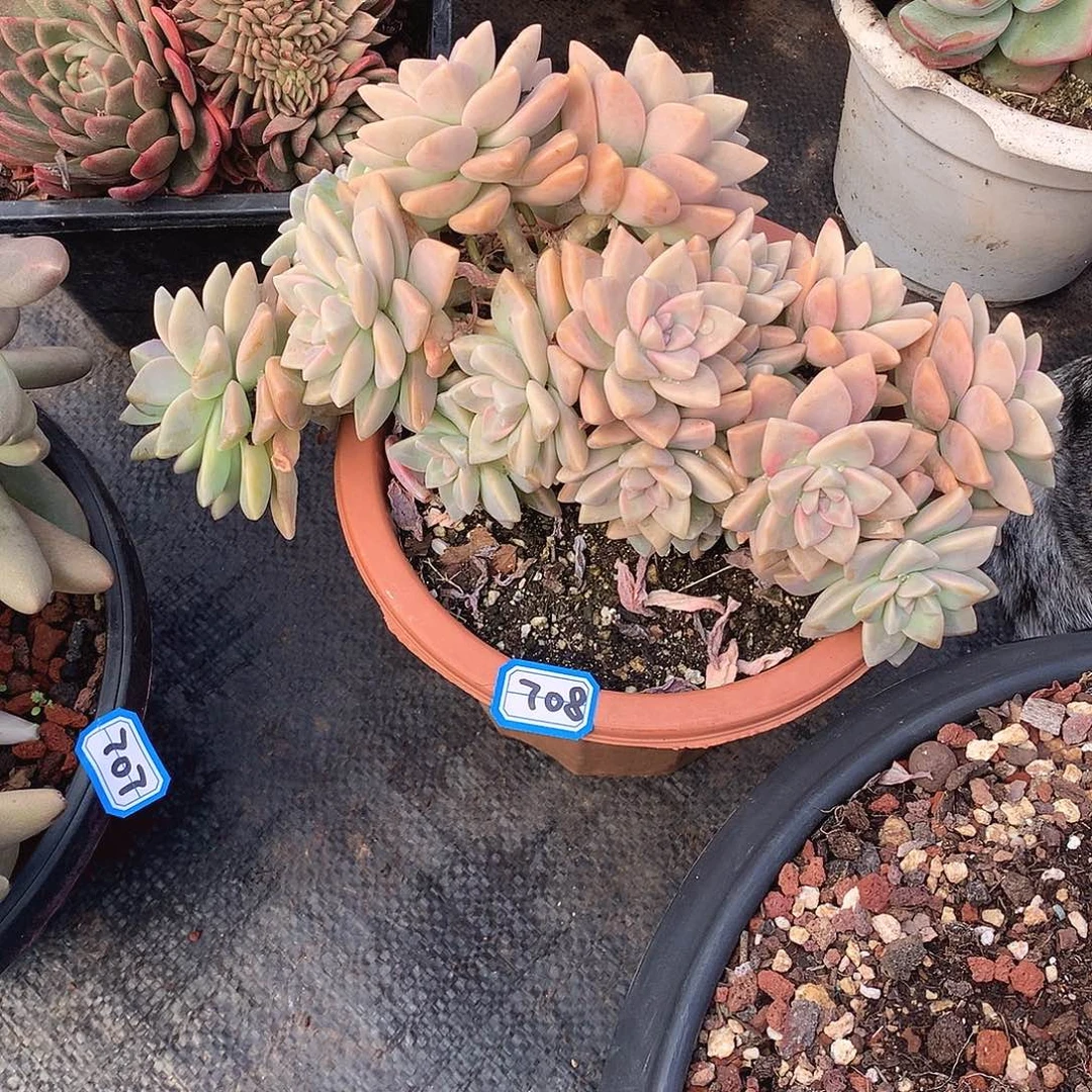 708淡雪缀 一物一拍多肉