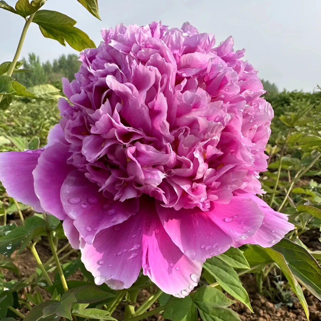 菏泽观赏牡丹【魏紫】基地直发