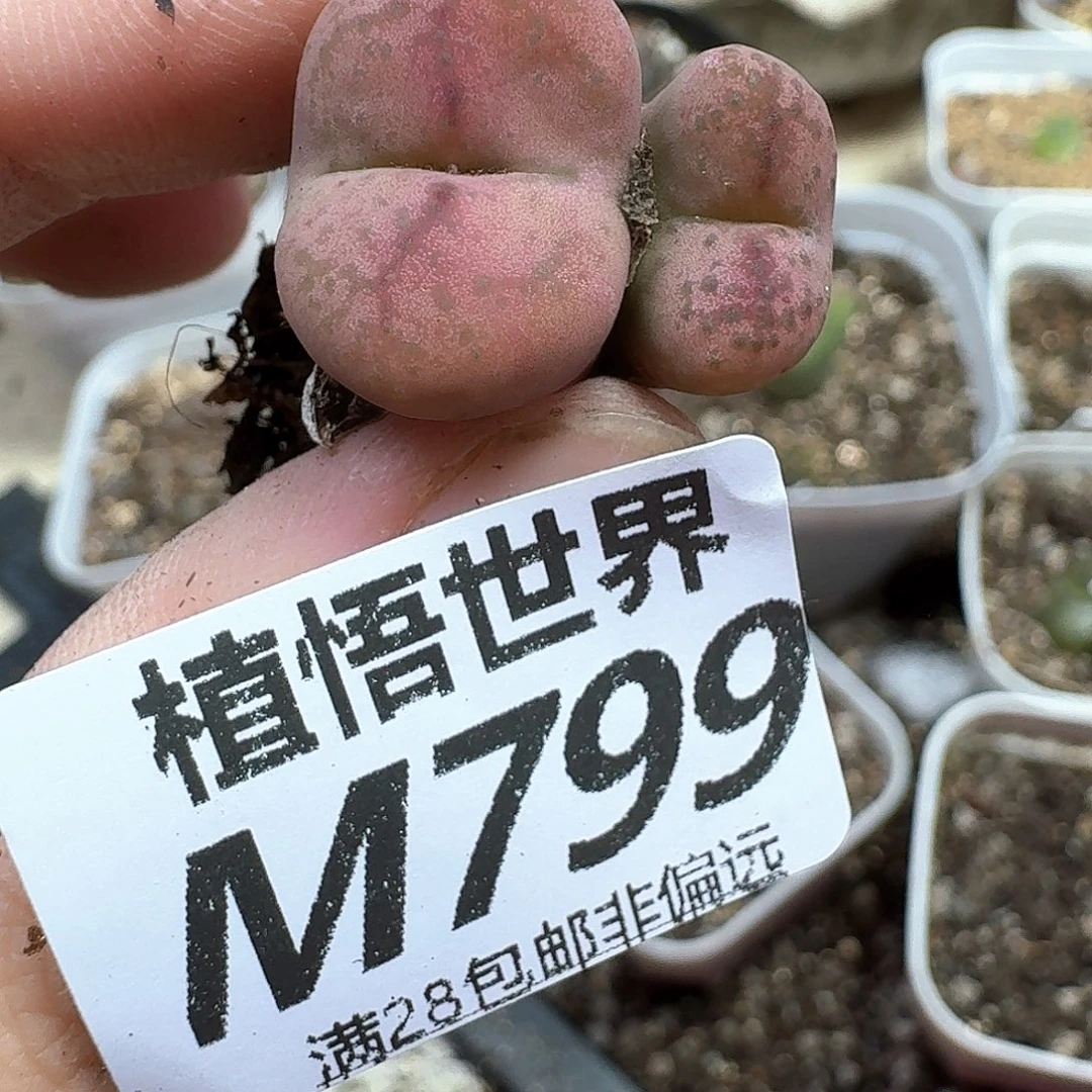 多肉植物的润泽er