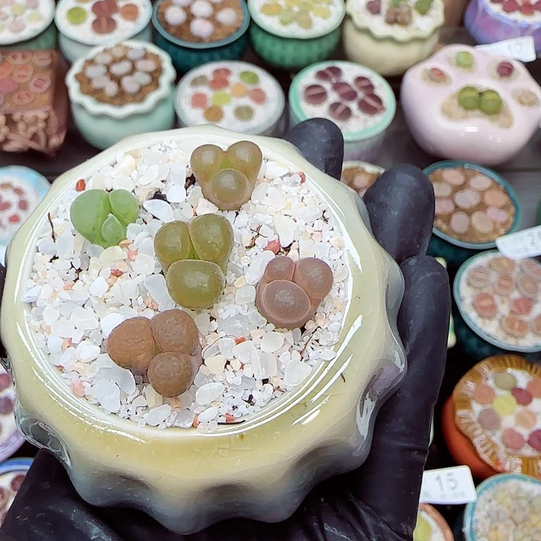 生石花满18包邮0918-47