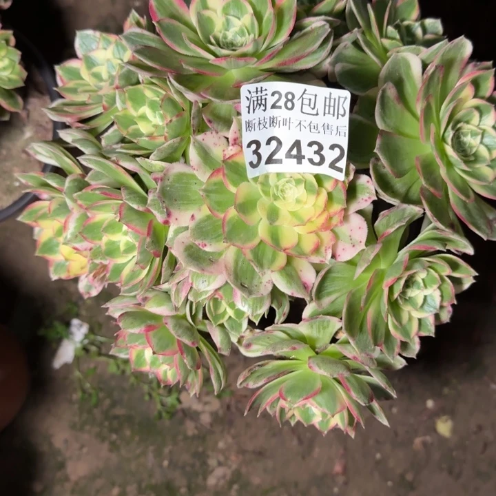 32432海鲜多肉植物