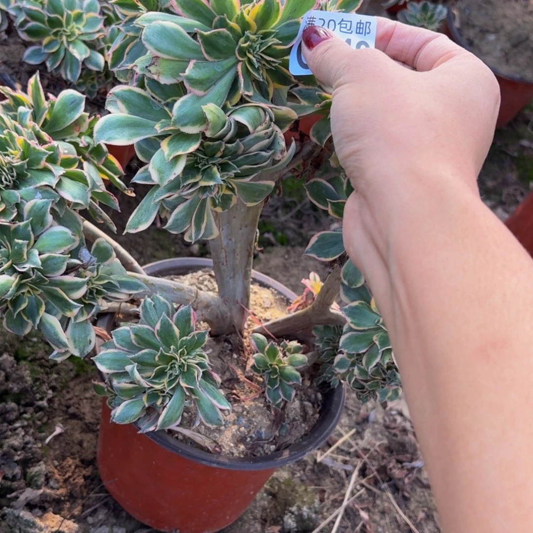 249多肉植物捧花的