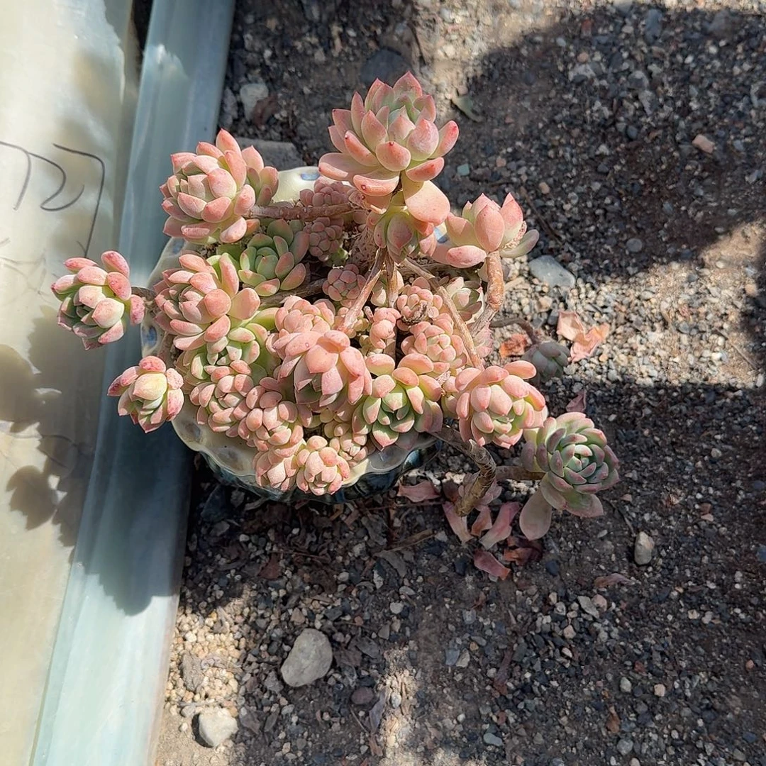 檀***客望舒带盆多肉植物小