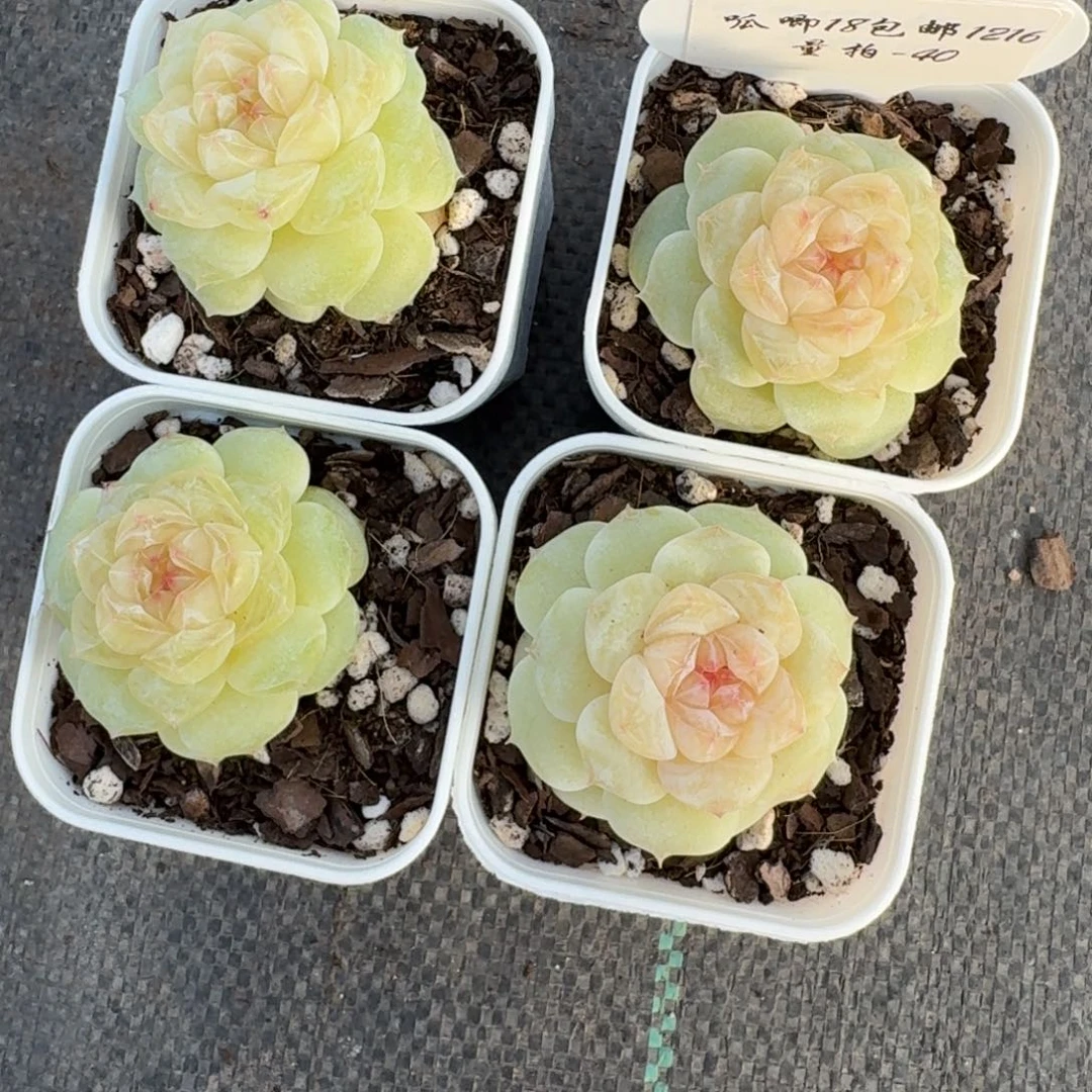 1216-040-白钻一颗量拍