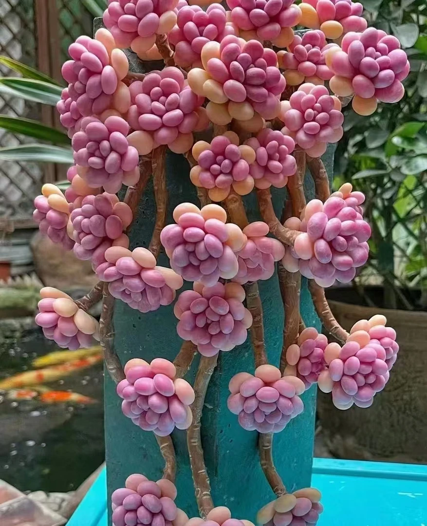 【桃蛋群】带盆土优质多肉植物新手绿植盆栽好养室内室外
