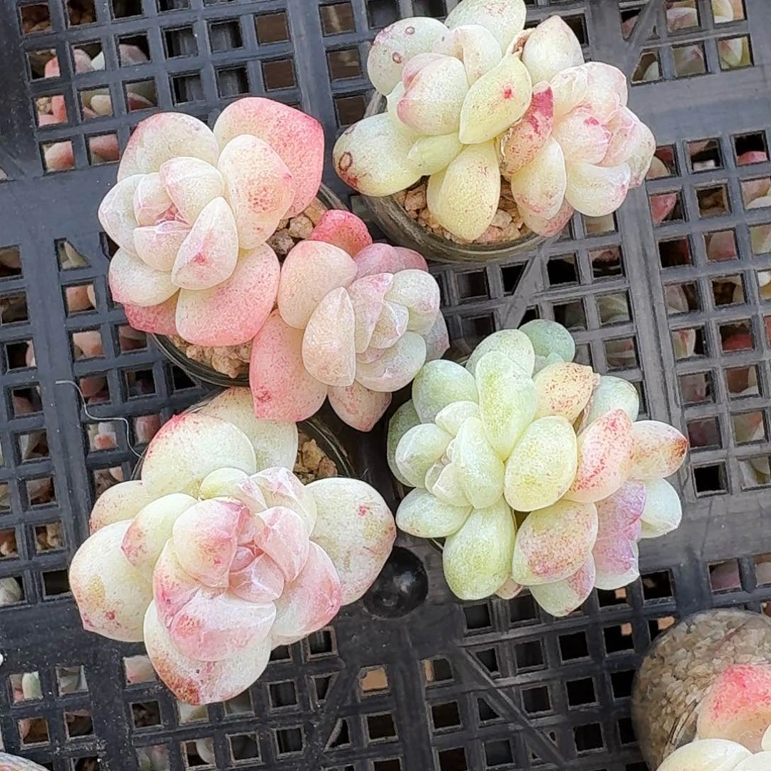 SS专拍4颗冰玉石化带盆