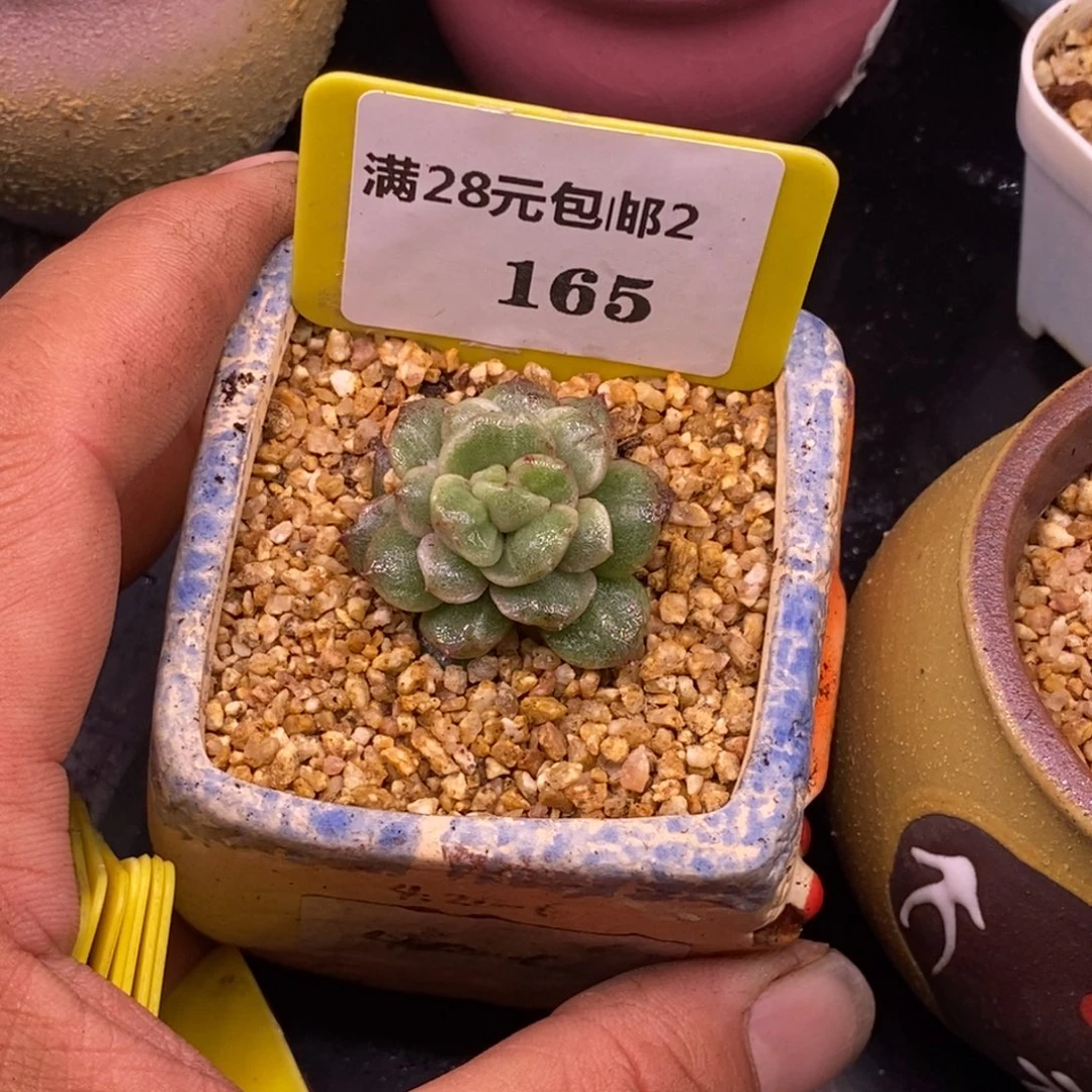 2165白泽，白拉丝锦……