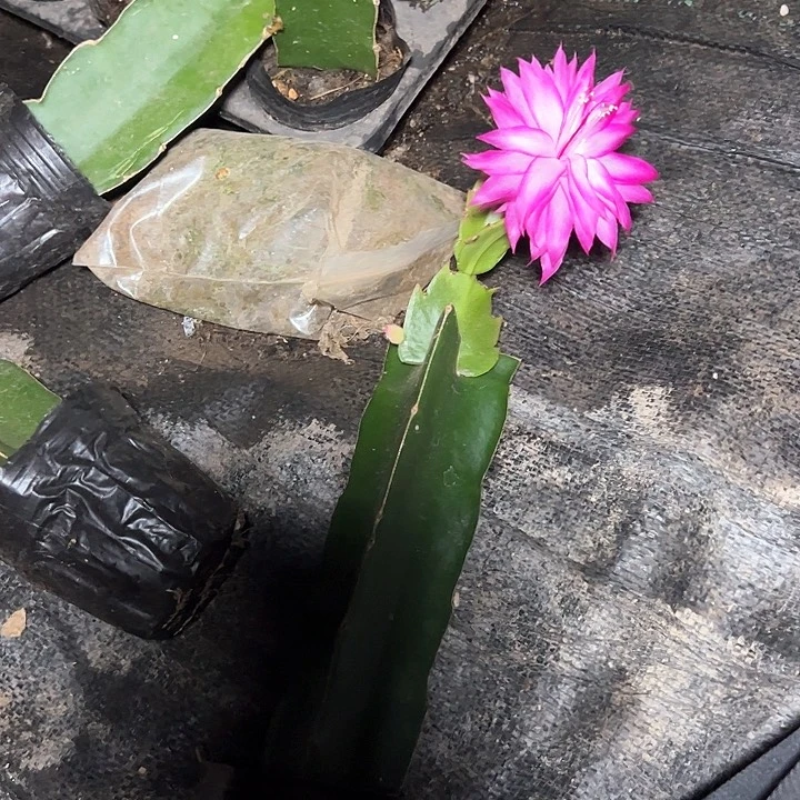 长**飘061嫁接小苗带花一颗25