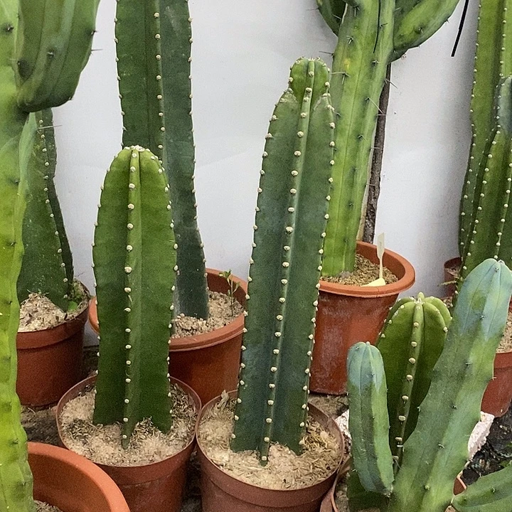 量天尺一物一拍一组