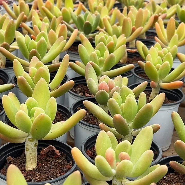 金蝉         福利多多