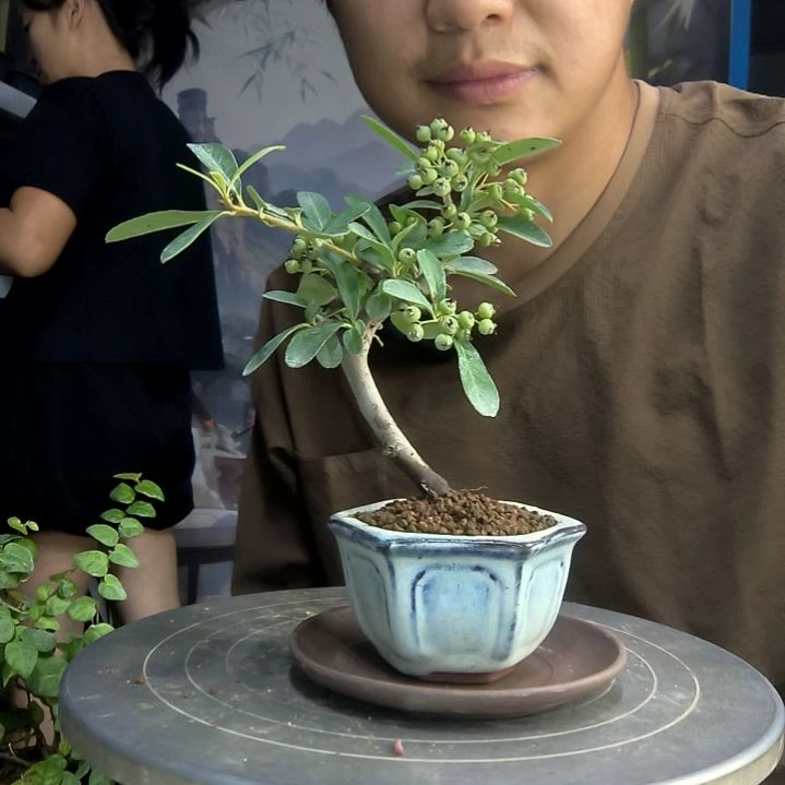 用****0中青园艺一物一拍259