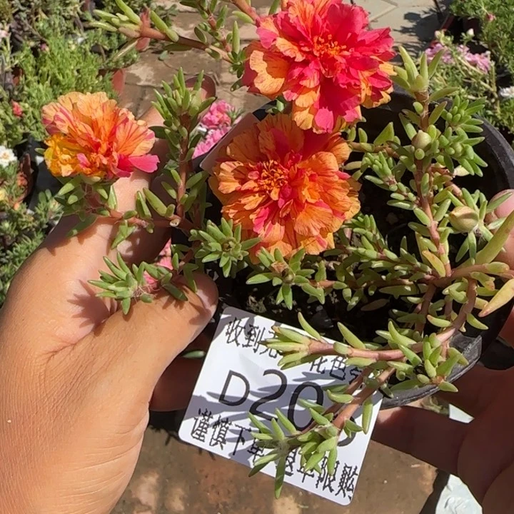 无花朵D206超小苗盆口10cm