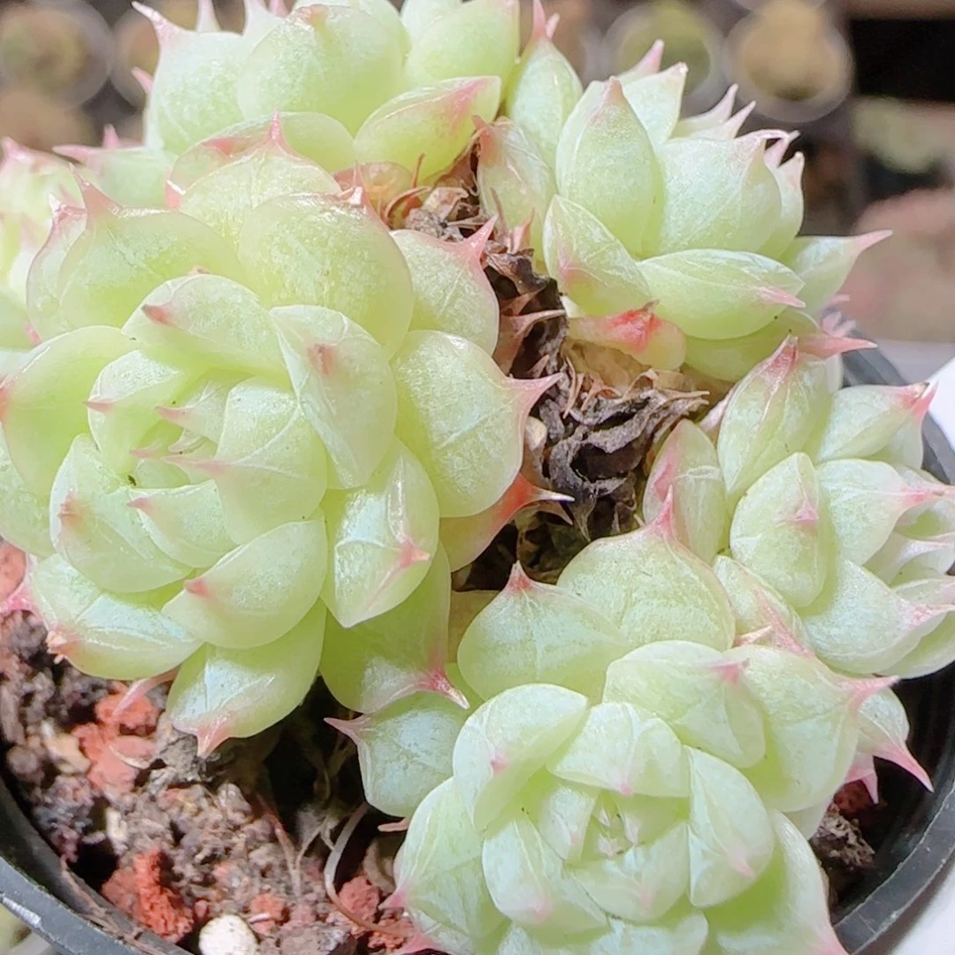 花语逸镜1117-259散
