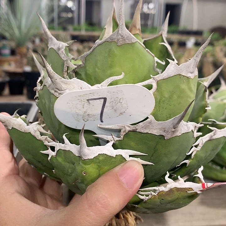 曾**過7啊修罗1111111