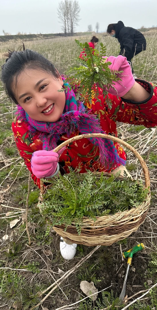 东北野生荠荠菜