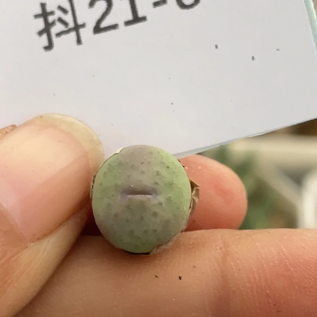 21-87奶油嘴多肉植物