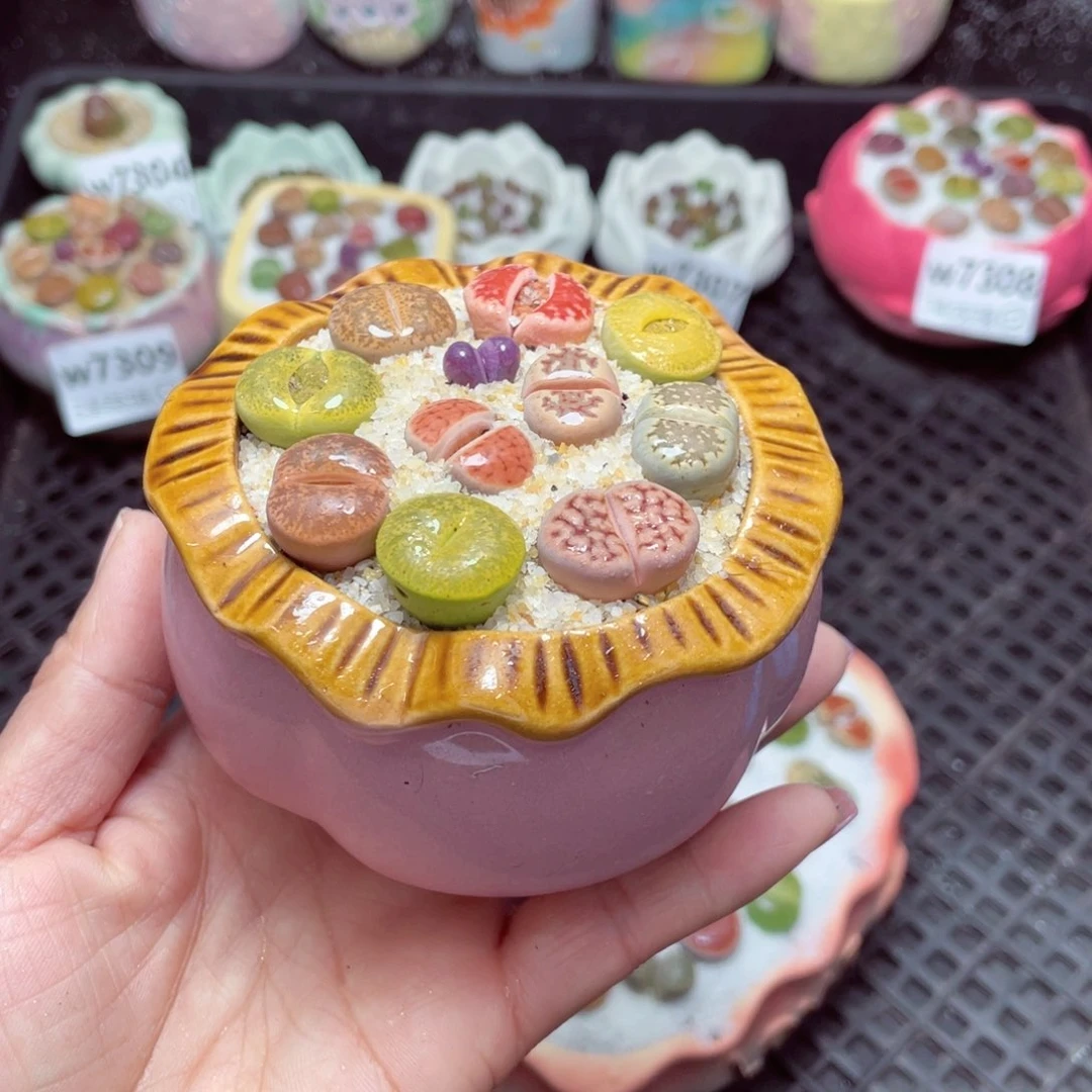 w7311 -零下地区拍保温箱-15支持寄养