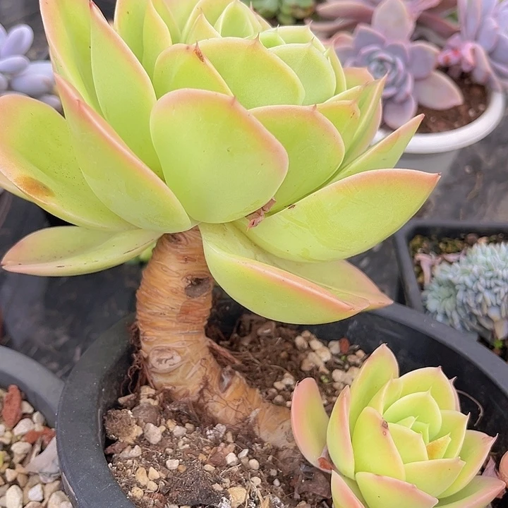 星纳塔0615多肉植物