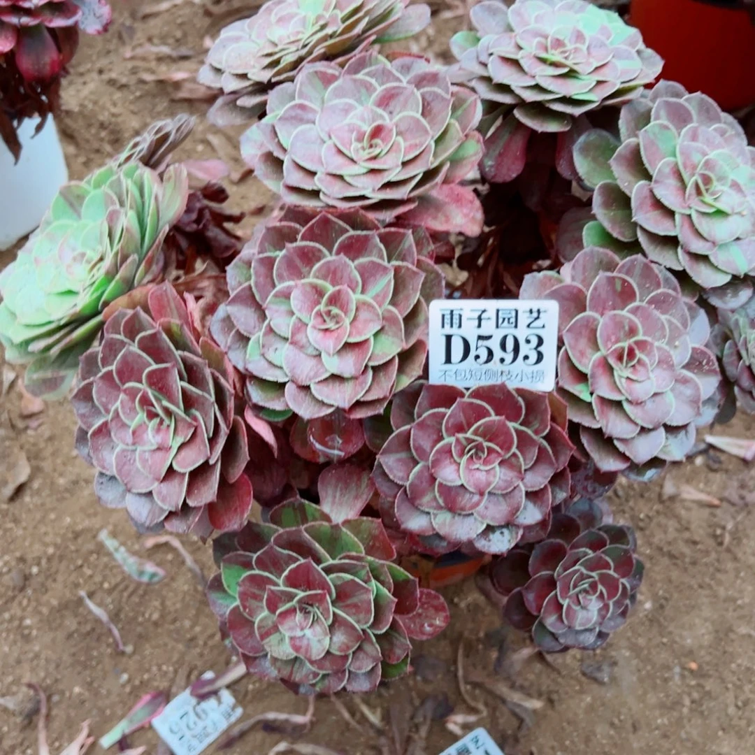 593花夜叶尺寸28左右