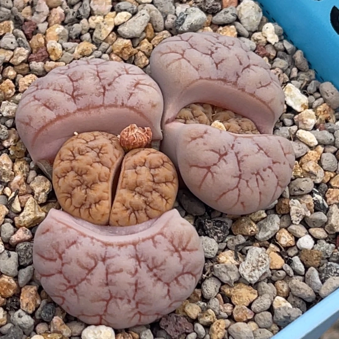 9854双头粉色睫毛铁189一颗