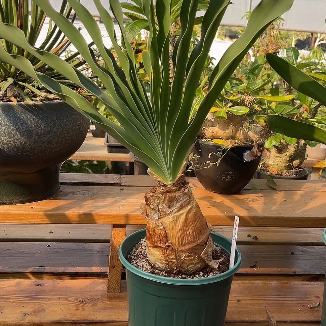 精品巨凤之卵，养定，Q59