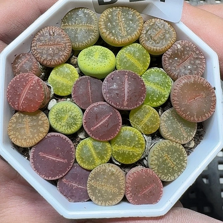 24 多肉植物多肉植物