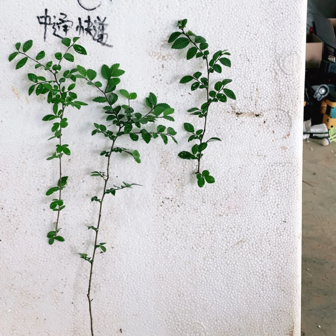 完全开放石***，附图片