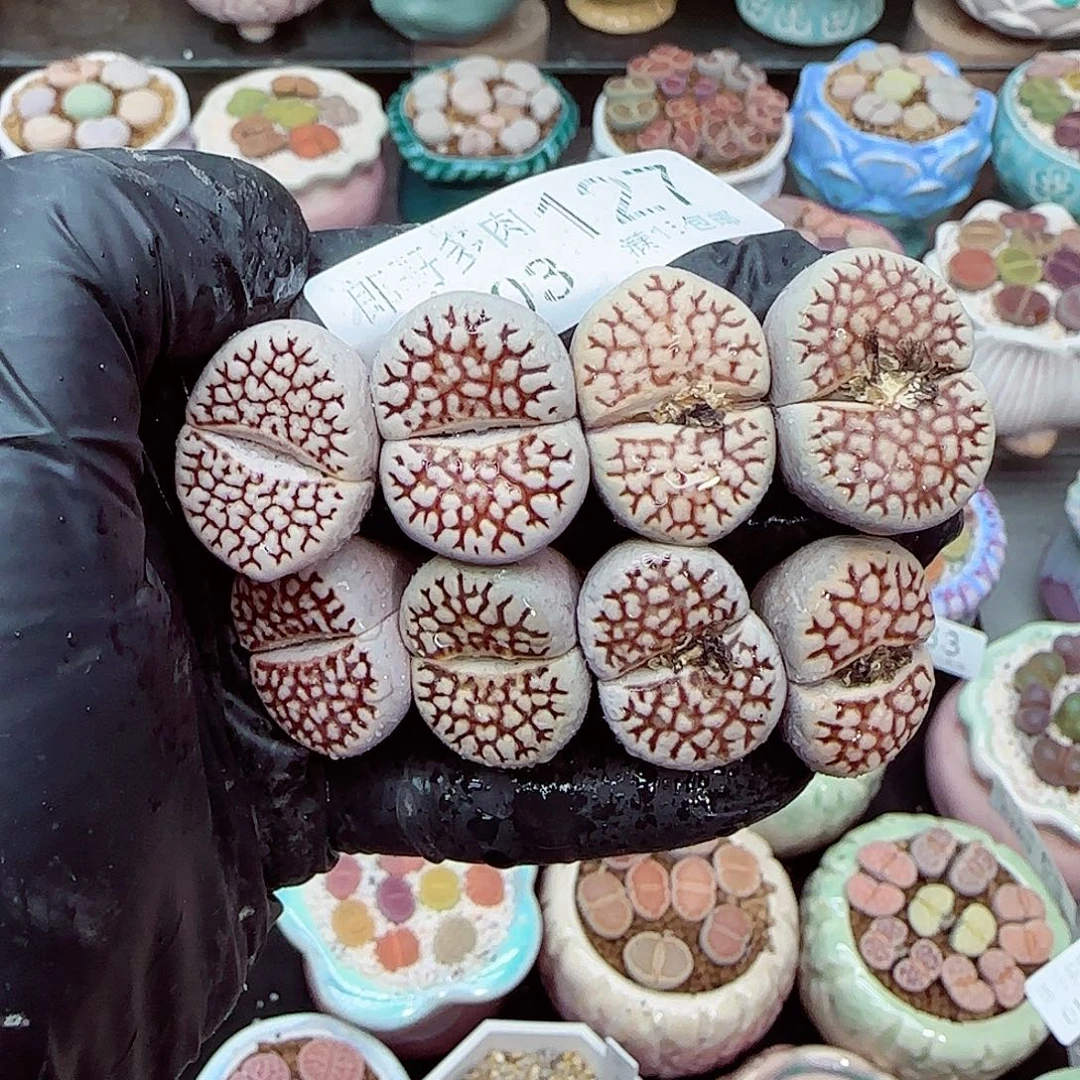 生石花满18包邮0103-127