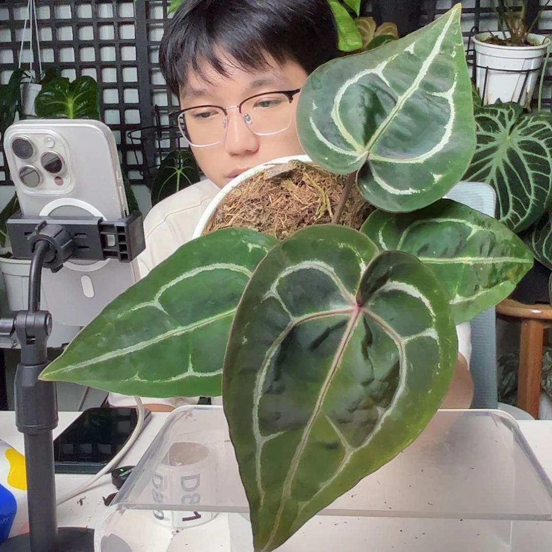 小***涂无花朵一物一拍D77