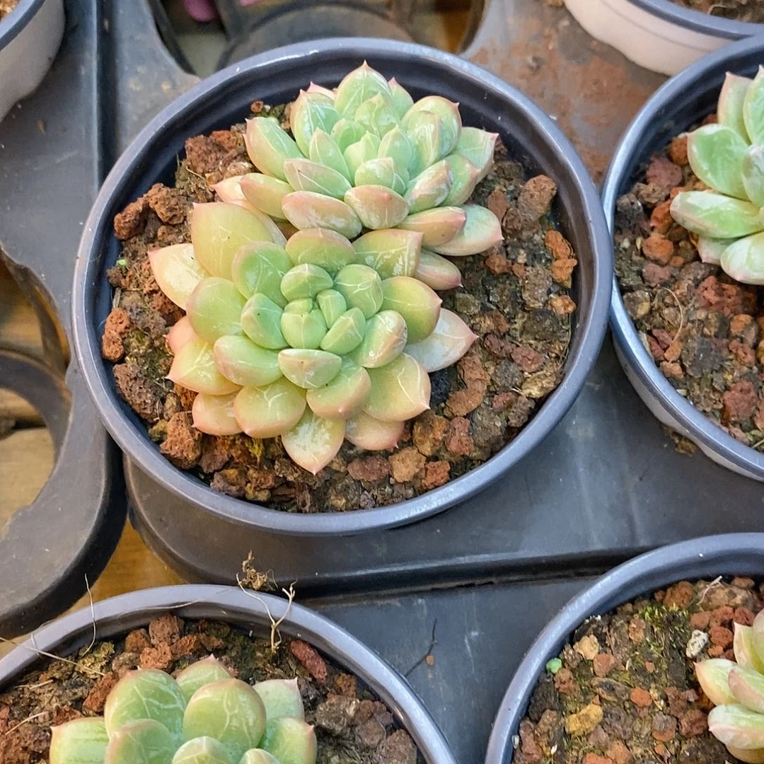 团。双头起百达翡翠。福利多多