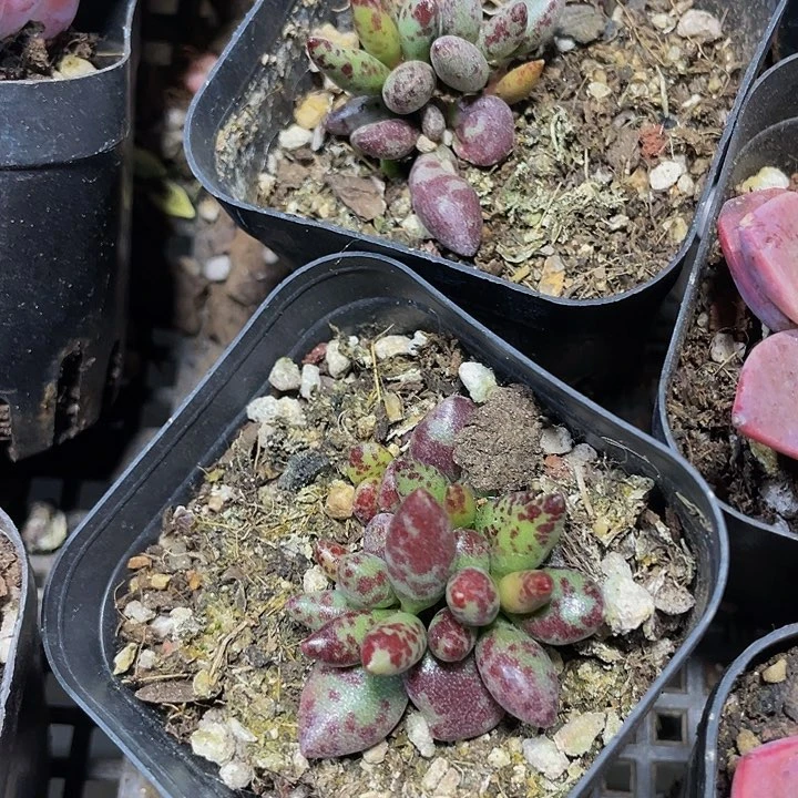 梅花鹿水泡2.8带盆