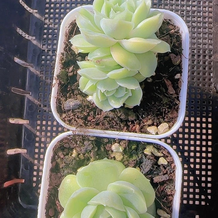 花时光精品多肉99