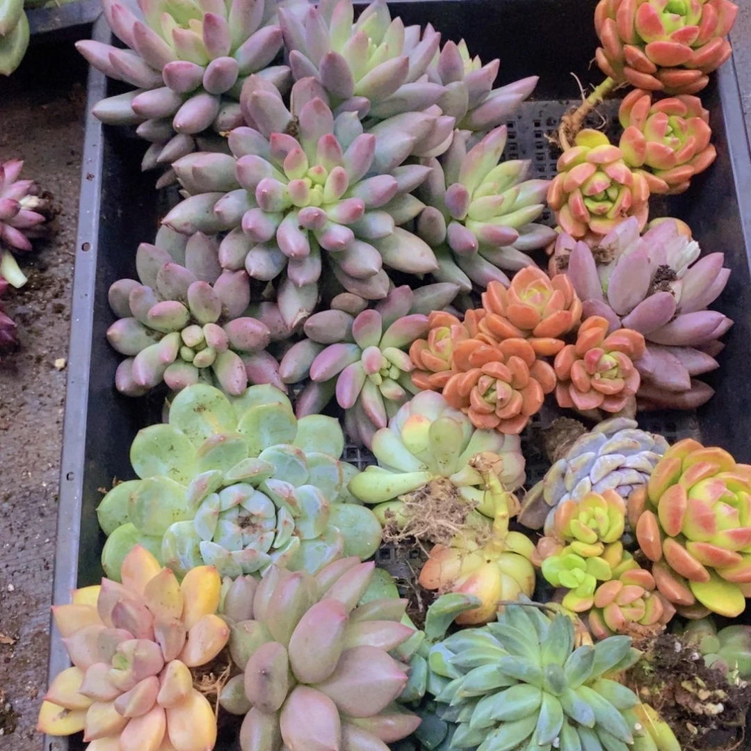 多肉多肉植物植物植物